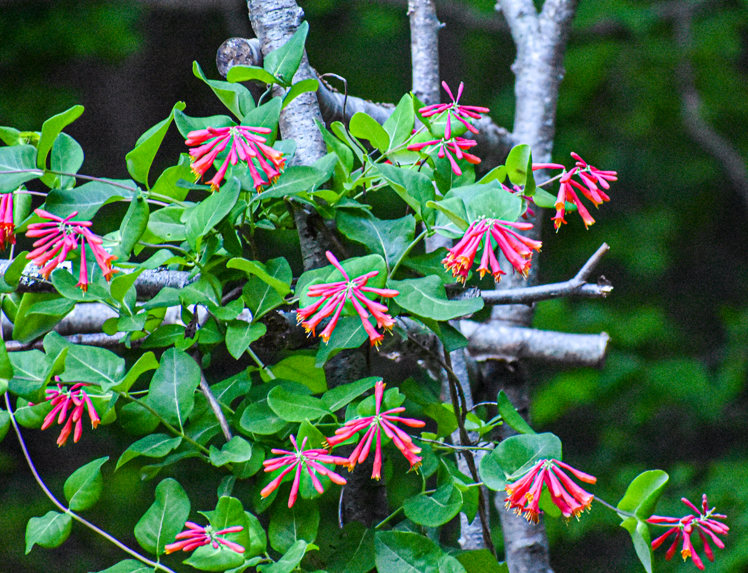 Exploring Birds Birds attracted to Trumpet Honeysuckle